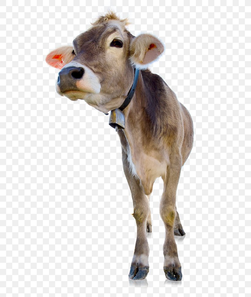Calf HANS KOLB Wellpappe GmbH & Co. KG Corrugated Fiberboard Goat Cattle, PNG, 600x972px, Calf, Business, Cattle, Cattle Like Mammal, Corrugated Fiberboard Download Free