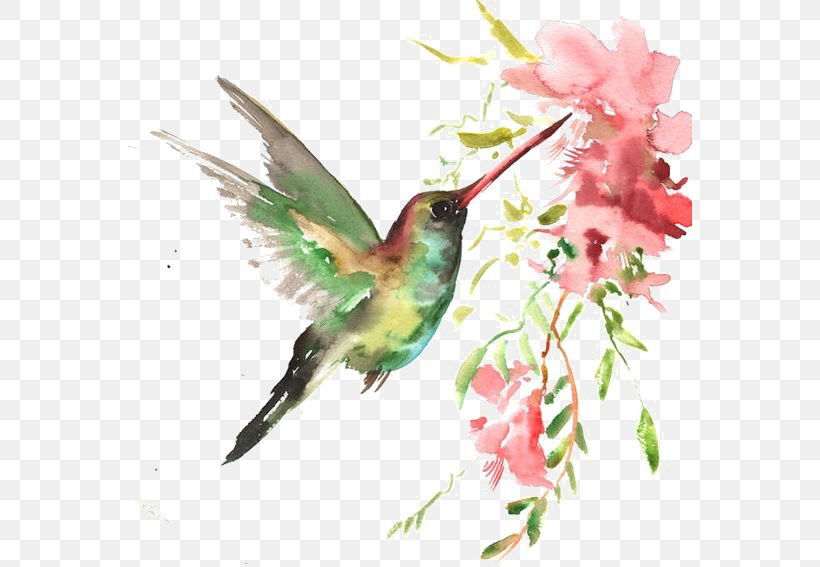 Watercolor Bird, PNG, 564x567px, Hummingbird, Art, Beak, Bird, Branch Download Free