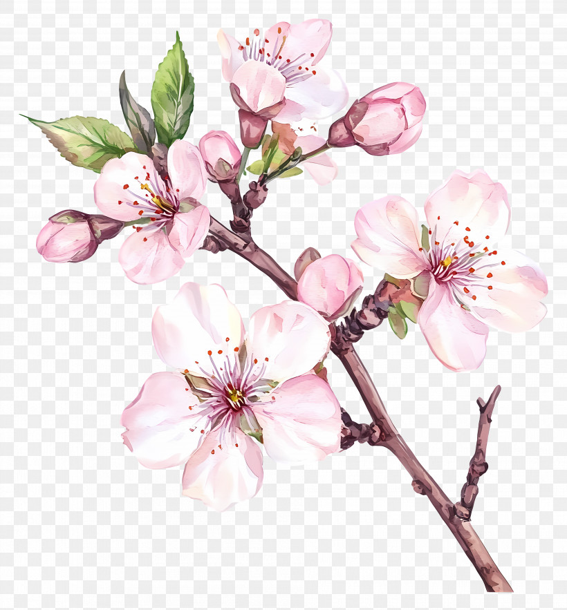 Branch With Flower - Pink Flowers In Bloom PNG