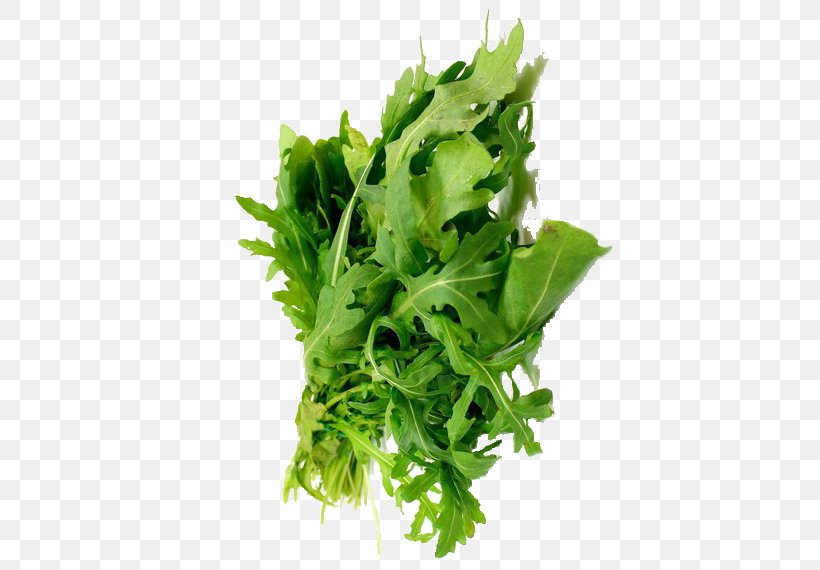 Coriander Parsley Marjoram Leaf Vegetable Herb, PNG, 570x570px, Coriander, Arugula, Endive, Flavor, Food Download Free