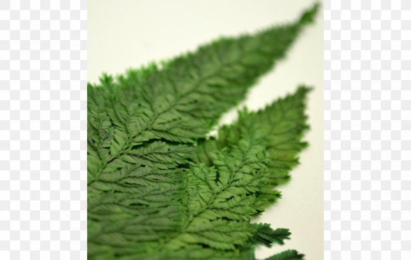 Leaf Herb, PNG, 863x547px, Leaf, Grass, Herb, Plant Download Free