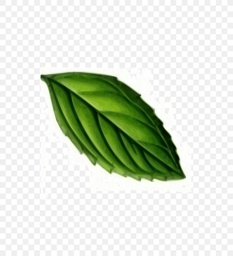 Mint Clip Art, PNG, 637x900px, Mint, Blog, Inkscape, Leaf, Plant Download Free