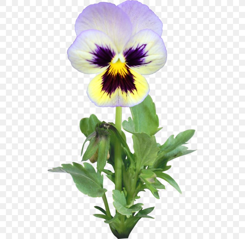 Pansy Flower Annual Plant Clip Art, PNG, 504x800px, Pansy, Annual Plant, Blume, Drawing, Flower Download Free