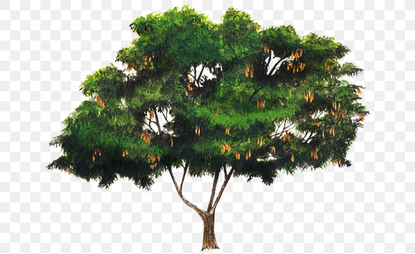 Pine Albizia Lebbeck Albizia Julibrissin Acacia Legumes, PNG, 750x502px, Pine, Acacia, Acacia Retinodes, Albizia Julibrissin, Branch Download Free