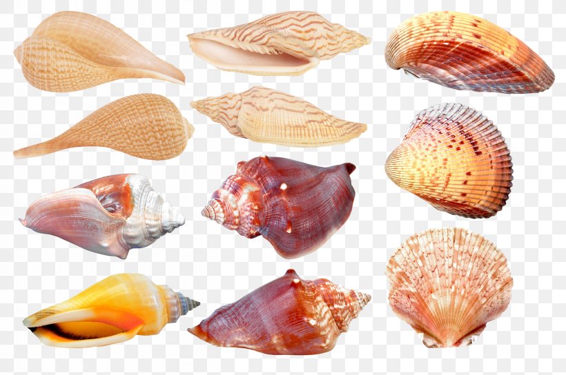 Seashell Cockle Conchology Clam, PNG, 2611x1734px, Seashell, Animal Source Foods, Clam, Clams Oysters Mussels And Scallops, Cockle Download Free