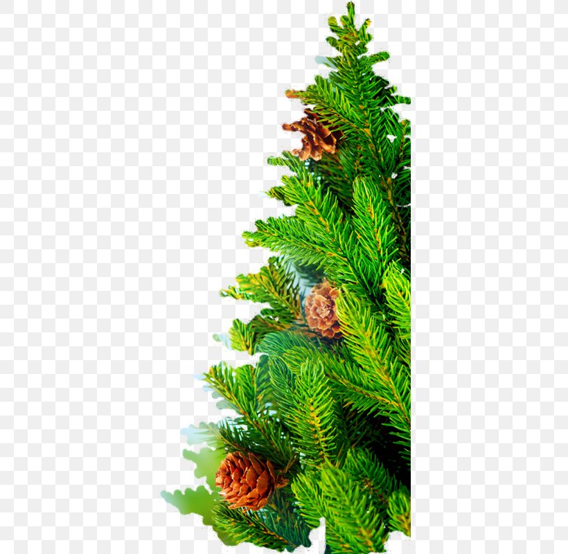 Christmas Tree Spruce Christmas Day Nordmann Fir, PNG, 366x800px, Christmas Tree, April 3, Biome, Branch, Christmas Day Download Free