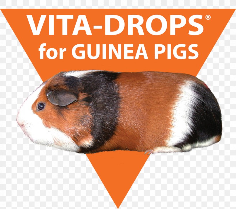 Guinea Pig Scurvy Vitamin C Hypovitaminosis, PNG, 1200x1063px, Guinea Pig, Diet, Fauna, Food, Guinea Download Free