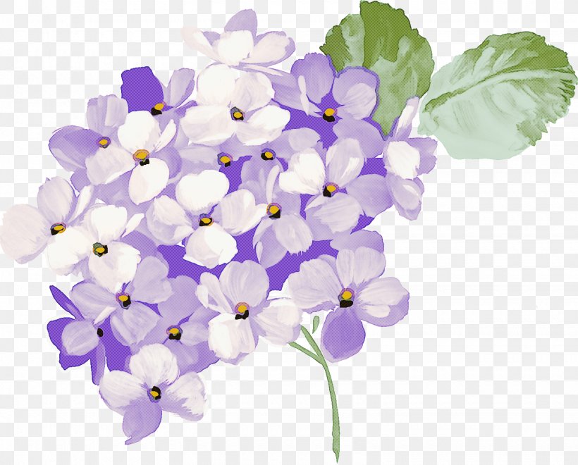 Lavender, PNG, 1540x1241px, Flower, Cut Flowers, Lavender, Lilac, Petal Download Free
