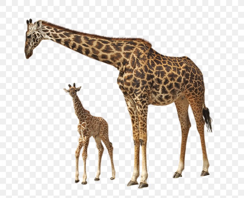 Rothschild's Giraffe Felidae Clip Art, PNG, 1024x835px, Felidae, African Grasslands, Animal, Fauna, Giraffe Download Free