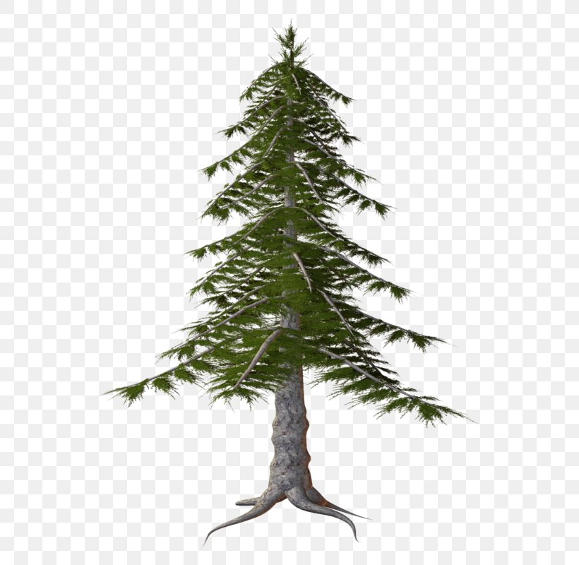 Christmas Black And White, PNG, 591x800px, Spruce, American Larch, Balsam Fir, Branch, Christmas Day Download Free