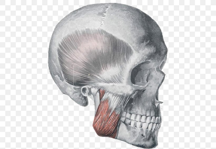 Masseter Muscle Anatomy Orbicularis Oris Muscle Muscles Of Mastication, PNG, 472x565px, Masseter Muscle, Anatomy, Artery, Bone, Chewing Download Free