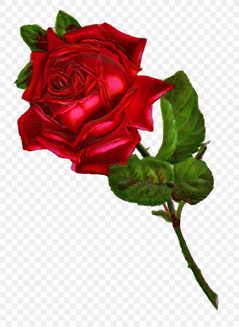 Rose Flower Red Clip Art, PNG, 1127x1542px, Rose, Antique, Artificial Flower, Botanical Illustration, China Rose Download Free