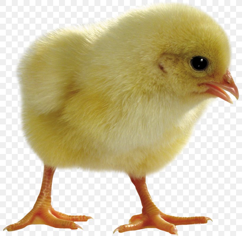 Chicken Salted Duck Egg Light Incubator, PNG, 800x797px, Chicken, Beak, Bird, Boiled Egg, Candling Download Free