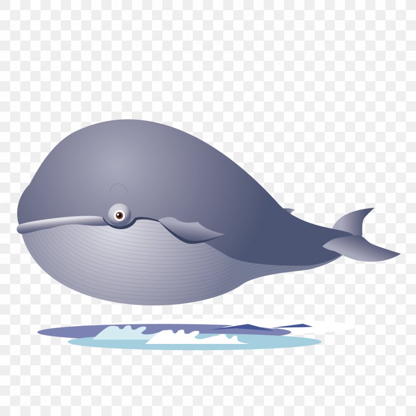 Shark Porpoise Dolphin, PNG, 1500x1501px, Shark, Beak, Cetacea, Dolphin, Fin Download Free