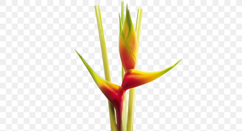Heliconia Bihai Flower Heliconia Wagneriana Colombia Heliconia Psittacorum, PNG, 570x444px, Heliconia Bihai, Colombia, Flickr, Flora Of Colombia, Flower Download Free