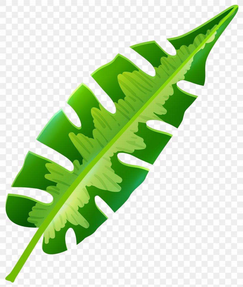 Leaf Tropics Arecaceae Clip Art, PNG, 6775x8000px, Leaf, Arecaceae, Banana Leaf, Grass, Leaflet Download Free