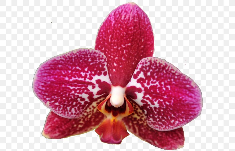 Moth Orchids Amazon.com Cattleya Orchids Magenta, PNG, 611x528px, Moth Orchids, Amazoncom, Cattleya, Cattleya Orchids, Flower Download Free