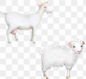 Vector Cute Animal Sheep Goat Livestock - Sheep Goat Livestock PNG